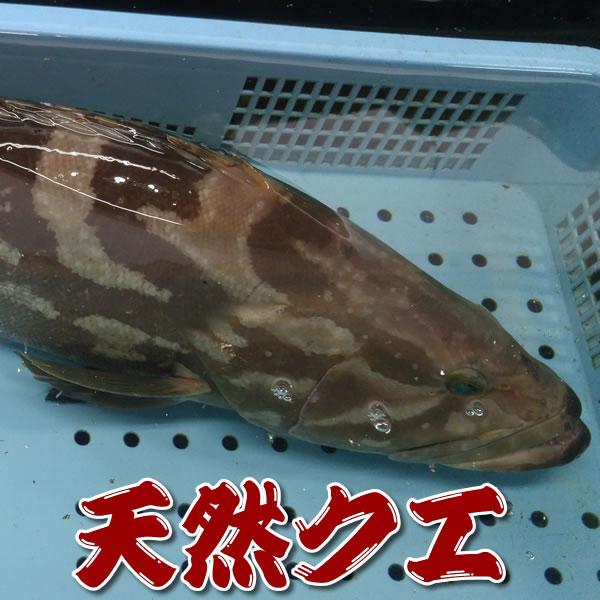 超高級魚　天然　活・クエ（活生）　1尾　約6ｋｇ前後【浜坂産】　※活かしてますので、発送直前に〆てお届け致します。　（九絵、くえ、アラ、あら）