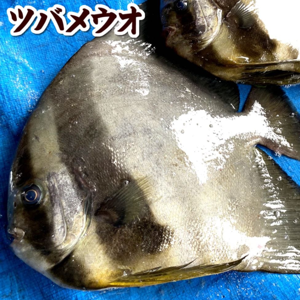 ツバメウオ（生）大　1尾　約2.5-2.9ｋｇ　【浜坂産】レアなお魚です