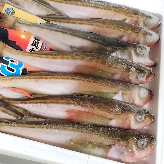 ハタハタ（船内冷凍）30尾前後入【浜坂産】船で獲れたそのままを即冷凍してます。塩焼き、煮付けにどうぞ。（はたはた・白ハタ）