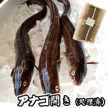 アナゴ生開き【冷凍】原体が45-50ｃｍ前後の穴子です。【浜坂産】とれたてを開いて冷凍してます！（あなご）