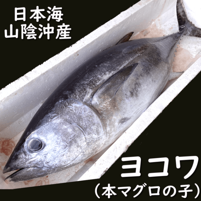マグロ