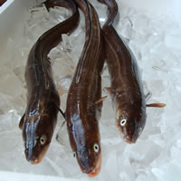 アナゴ（生）　1尾　約50-54cｍ前後（内臓除去済）　【山陰沖産】