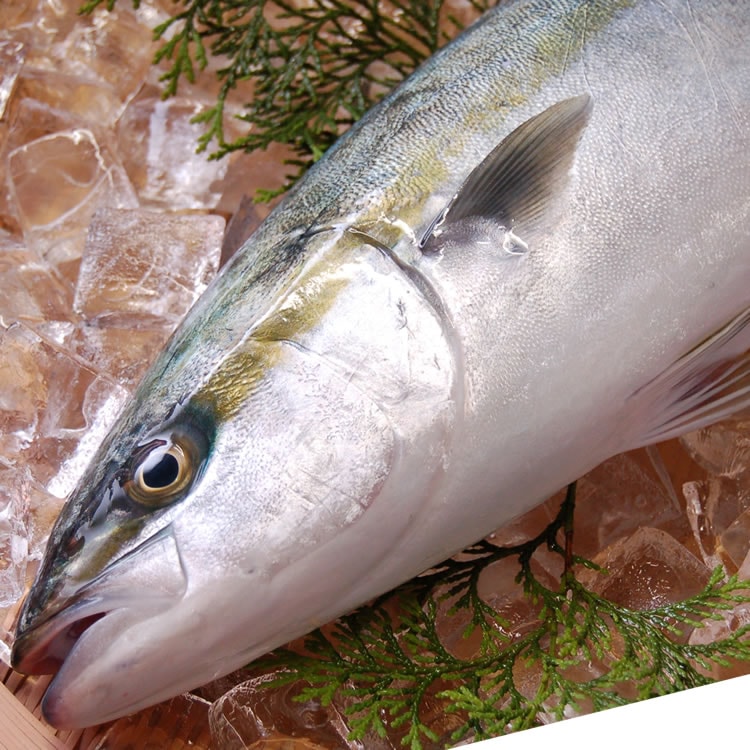 天然ツバス（小ハマチ）（生）　1尾　約500-590ｇ　【山陰沖産】　（はまち・鰤・寒ブリ・ぶり・イナダ・ワラサ・メジロ）