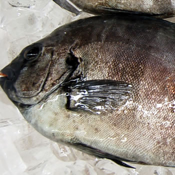 石鯛（生）　1尾　約900-990ｇ 【山陰沖産】　(いしだい・イシダイ)