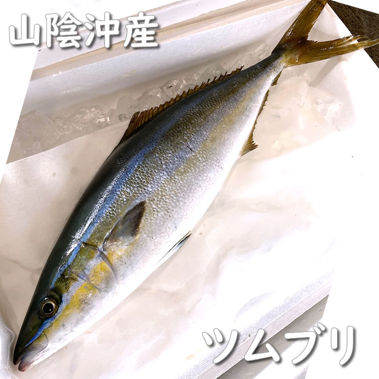 ツムブリ（生）　1尾　約2.0-2.5ｋｇ　【山陰沖産】　