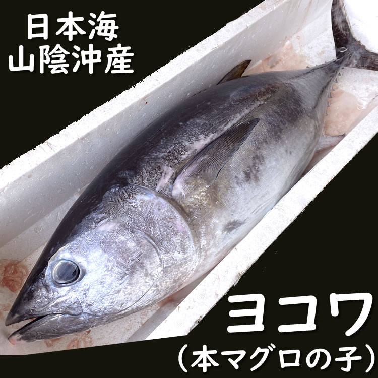 ヨコワ（本マグロの子)【生】1尾が約5.5-5.9ｋｇの片身　【山陰沖産】　（半身、本まぐろ、クロマグロ、黒まぐろ）