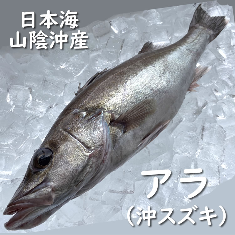 幻の魚！超高級魚　アラ（生）　1尾　約1ｋｇ前後　 山陰沖 兵庫県浜坂産 あら オキスズキ 沖スズキ 白身 魚 生食刺身 さしみ 刺し身