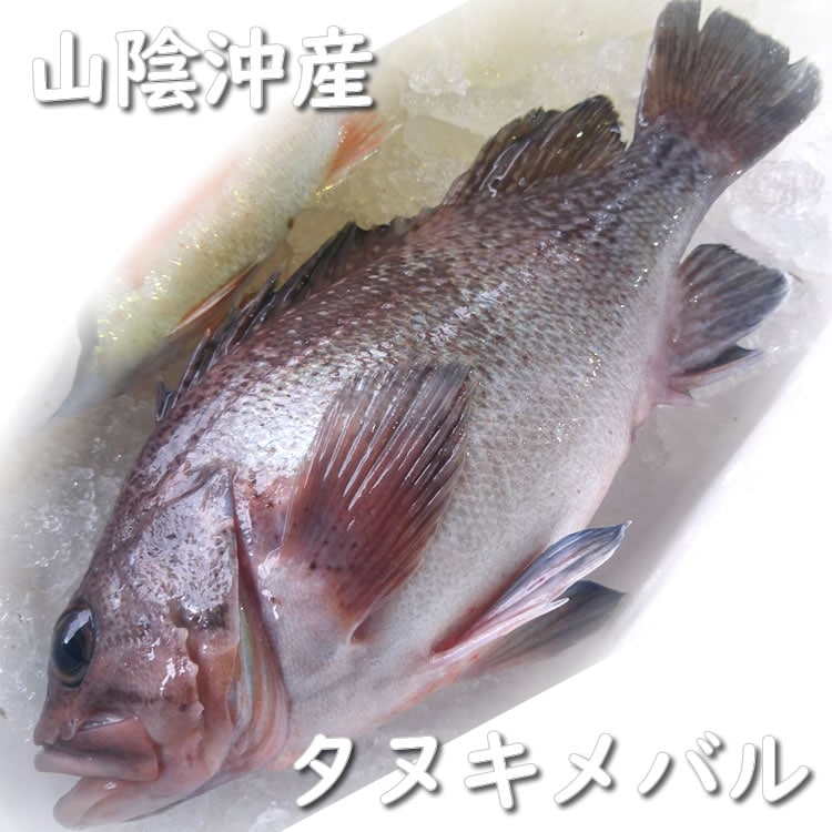 タヌキメバル（白ソイ）【生】　1尾　約300-390g　【浜坂産】（ハト、はと、しろそい、白そい、シロソイ、めばる、メバル、たぬき、タヌキ）