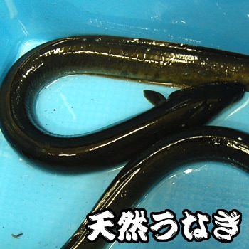 天然　ウナギ（うなぎ・鰻）（活生）大　1尾　約750ｇ程度 【兵庫県産】※活かしてますので、発送前に〆てお届け致します。ご希望で蒲焼き 白焼き にできます　（ニホンウナギ・うなぎ・鰻）