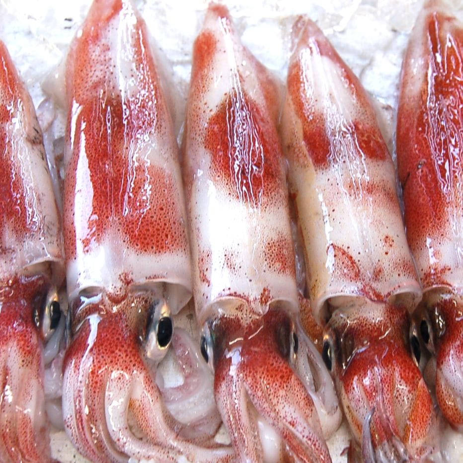 小さい サイズ 白イカ（冷凍）約500ｇ（5-6杯程度入）（白烏賊・白いか・烏賊・やりいか・ヤリイカ・ケンサキ・けんさき）
