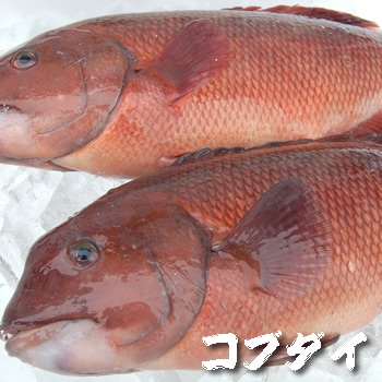 コブダイ（生）1尾　約400-490ｇ　【浜坂産】　（こぶだい） ※内臓は除去済み