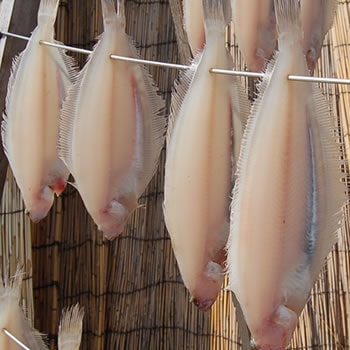 天日干し「笹カレイ」（冷凍）大　１枚　約130-150ｇ程度　【 山陰 兵庫県 浜坂産】　一夜干し 干物 笹かれい ささかれい ササカレイ ヤナギカレイ 無添加 塩のみで仕上げた安心な品 産地直送 産直 お取り寄せ