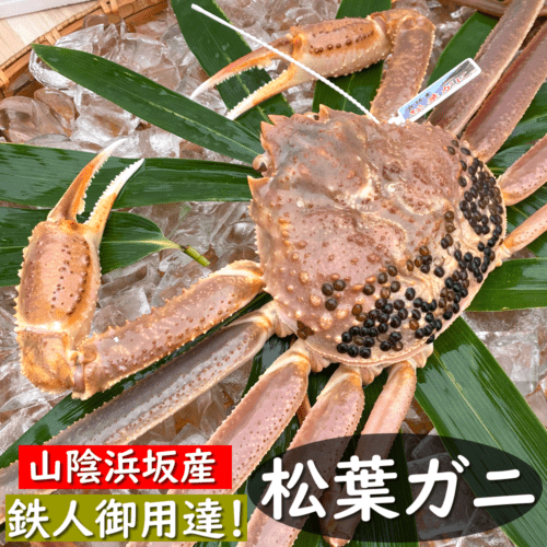 【12/1までお届け】【送料無料】タグ付き・松葉がに【活生orボイル】最上ランク　大　１枚　約800-990ｇ前後【浜坂産】