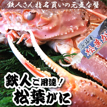 【送料無料】タグ付き・松葉がに【活生orボイル】　大サイズ　１枚　約800-990ｇ前後【浜坂産】