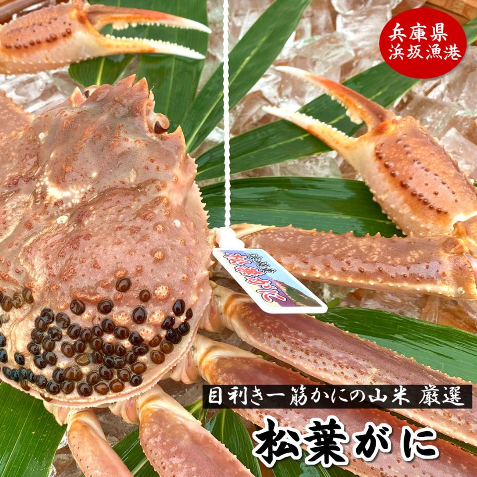 【お値打ち！格安】【送料無料】足１本落ち・松葉がに【活生orボイル】大　１枚　800-990g前後　タグ付【浜坂産】