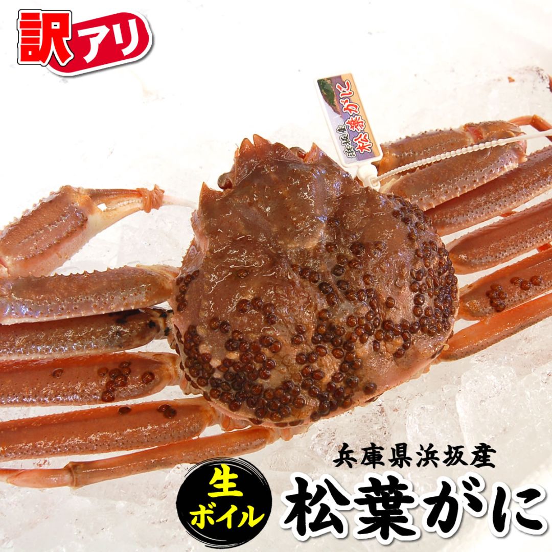 ≪ご予約≫【送料無料】とれたて訳あり・松葉ガニ（生）相場・大きさにより１-3枚入【浜坂産】【着日指定不可】