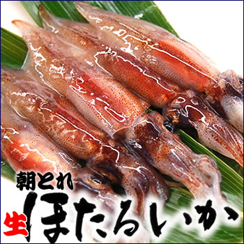 旬 朝とれ！ほたるいか（生）　約500g【山陰沖産】　 ホタルイカ　蛍烏賊 しゃぶしゃぶ 一品