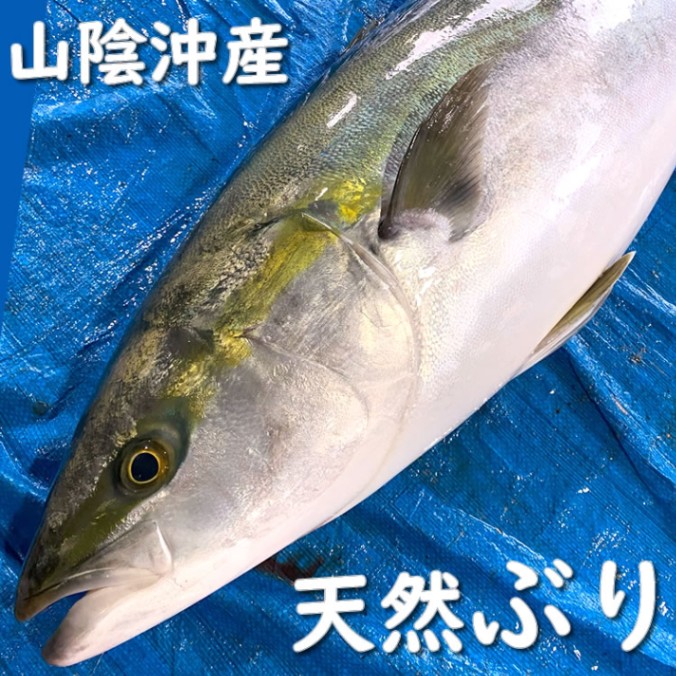 【送料無料】天然ぶり（生）　1尾　約6.0-6.9ｋｇ前後【浜坂産】　（ブリ、鰤・ぶり・はまち・ハマチ・イナダ・ワラサ・メジロ、寒ブリ、寒鰤、寒ぶり）