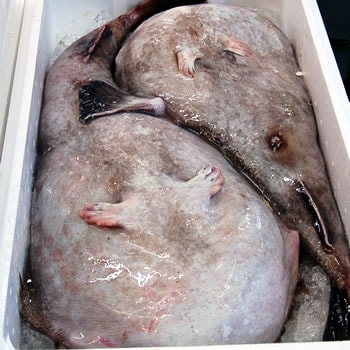 アンコウ（生）1尾　約4ｋｇ前後【山陰沖 兵庫県浜坂産】下処理可（鮟鱇・あんこう）