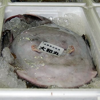 アンコウ（生）　1尾　約5.0-5.9ｋｇ 【山陰沖産】　（鮟鱇・あんこう）