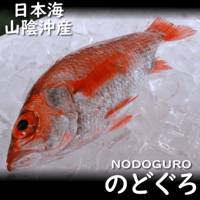イワシ