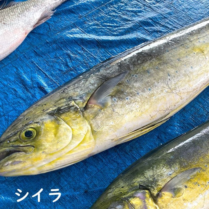 ≪本日大特価≫【送料無料】シイラ（生）1尾が約7ｋｇ台の片身　【浜坂産】　※ブロックにしてお届けします（同梱不可です）　しいら マヒマヒ