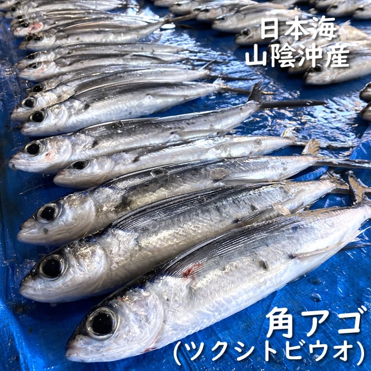 角あご（ツクシトビウオ）【生】　　 2尾×約170-230ｇ程度　【浜坂産】　アゴ・飛魚・トビウオ