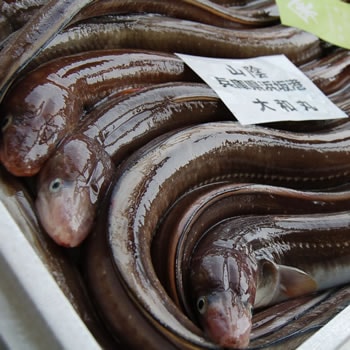 アナゴ（生）　1尾　約70-79ｃｍ前後 内臓除去済　【浜坂産】　（穴子・あなご）