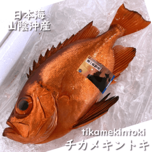 チカメキントキ（生）特大　1尾　約2.0-2.5ｋｇ【山陰沖産】キンメ
