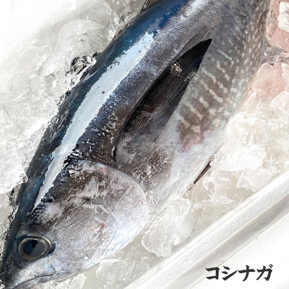 【送料無料】コシナガマグロ（生）　1尾　約3.5ｋｇ　【浜坂産】