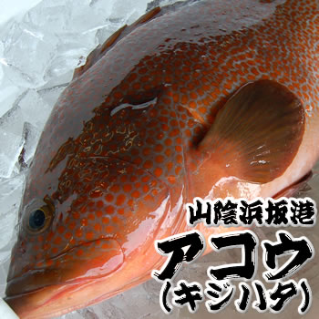 超高級魚　アコウ（生）大　1尾　1.0-1.2kg　【浜坂産】　（赤水・キジハタ）