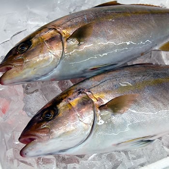 天然　カンパチ（生）1尾　約2.0-2.5ｋｇ　　【浜坂産】