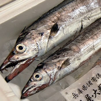 タチウオ【生】1尾　約200-300ｇ程度【浜坂産】（太刀魚・たちうお）