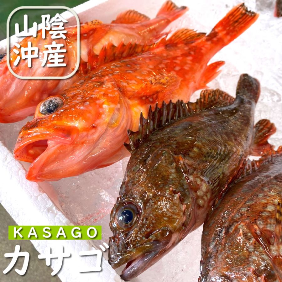 カサゴ（生）　1尾　約400-490ｇ　 【浜坂産】　かさご・ガシラ がしら 磯 魚 根魚 白身 煮付 唐揚げ