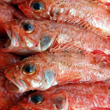 夢かさご（生）　3尾×約200-250ｇ程度　【浜坂産】