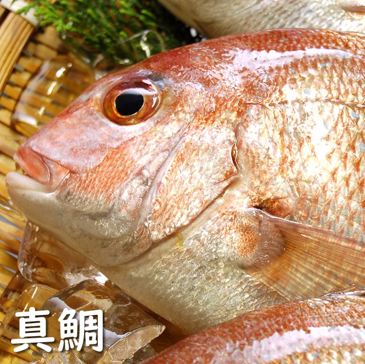 天然真鯛（たい）【生】1尾　約1.0-1.3ｋｇ　【山陰沖産】　（タイ・鯛）
