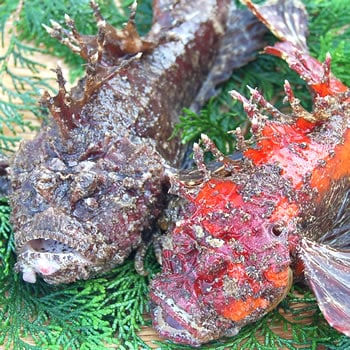 超高級魚！活・おこぜ（オコゼ）　1尾　約400-490ｇ前後　【浜坂産】　※活かしてますので、発送直前に〆てお届け致します。