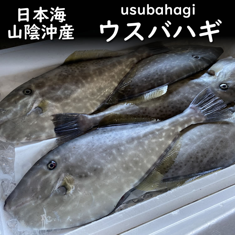 ウスバハギ（生）大　1尾　約1ｋｇ前後（調理前の重さ）【浜坂産】　※内臓は除去済み（肝は付いてます）　かわはぎ、カワハギ、長ハゲ、ノマレ