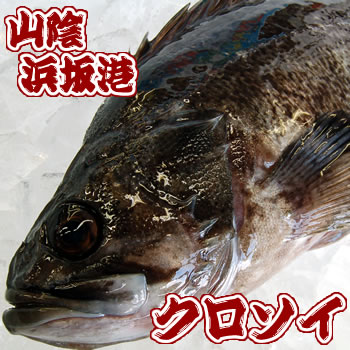 クロソイ　特大　1尾　約42-44cm （生冷凍・調理済み）　【浜坂産】