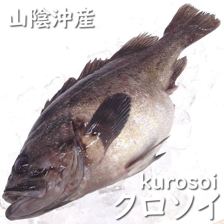 クロソイ（生）　1尾　約800ｇ　【浜坂産】　くろそい・クロガンナ