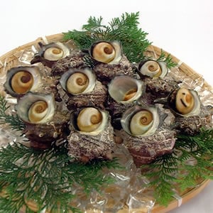 活・さざえ（生）　小　１０個×約50-60ｇ　【浜坂産】