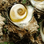 活・さざえ（生）7個×約150-200ｇ　【浜坂産】