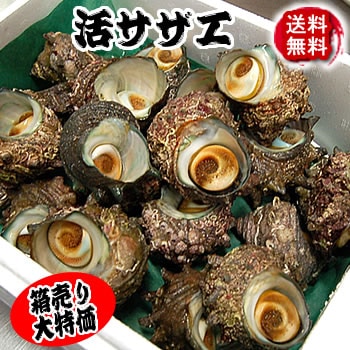 活・さざえ（生）　約２kg（15-20個前後入）　【浜坂産】　 【送料無料】（サザエ）