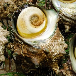 活・さざえ（活生）　5個×約200-250g　【浜坂産】