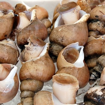 白バイ（生） 約300ｇ（5-10個前後入）【浜坂産】殻ごと焼いて 簡単 絶品　越中バイ エッチュウバイ えっちゅうばい しろばい ばい貝 やわらかい バイ貝 貝 刺身 さしみ 煮付 焼