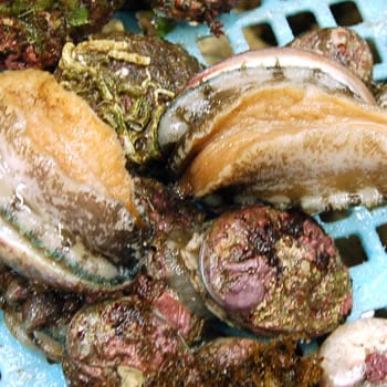 天然とこぶし（活生）　サイズ混ざり　約200ｇ前後（5-10個前後入）　サイズ混ざり　【山陰浜坂産】　（トコブシ、床伏、流れ子、ながらめ、貝）