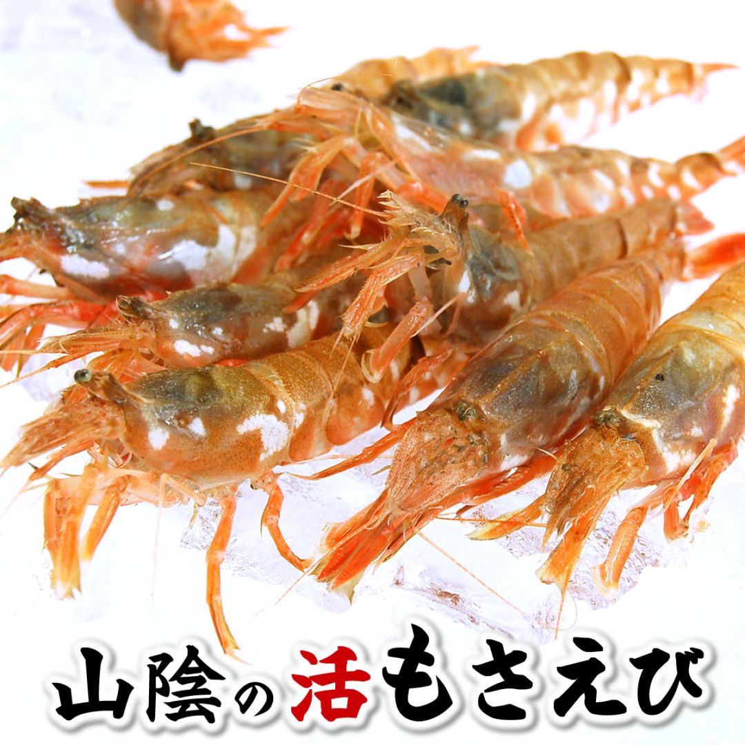 （即日発送）モサエビ【活生】活きたまま直送！300ｇ前後　【浜坂産】【即日発送】　（クロザコエビ・もさえび・海老）