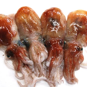 ミミイカ（冷凍）　小～小小　500ｇ前後（20-25匹入）【浜坂産】　(耳いか・耳イカ・烏賊・ぼうずいか・ボウズイカ・釣・えさ・エサ・餌)