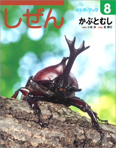 たくさんのふしぎ　キンダーブックしぜん　カブトムシの幼虫と成虫　カブトムシの音 たくさんのふしぎ キンダーブックしぜん カブトムシの幼虫と成虫