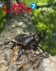 完売】しぜんキンダーブック 2012年7月号／かぶとむし